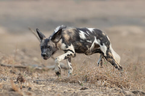 Wild Dog Stalker