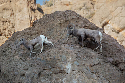 Bighorn Ram following Ewe During the Rut