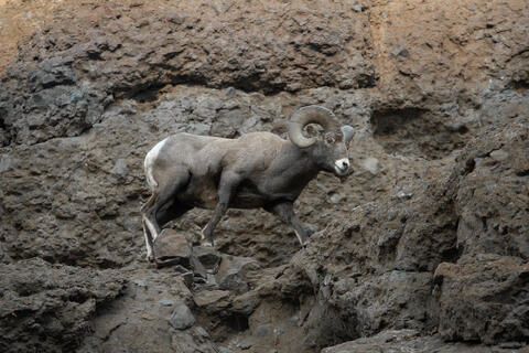Bighorn Sheep Ram on a Rocky Ridge
