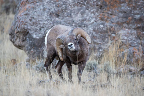 A bighorn sheep ram during the rut exhibits the flehmen response. 