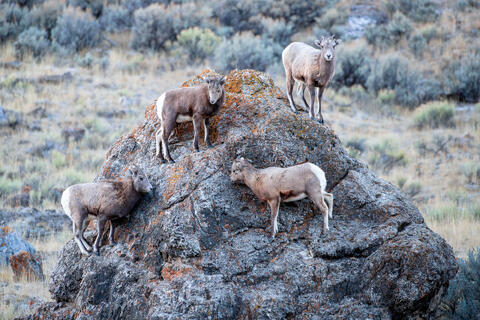Four Bighorn Ewes on a Rock