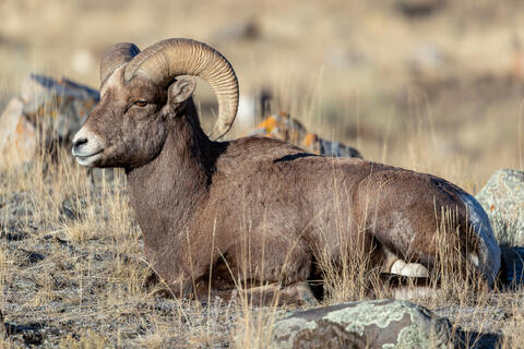 Bighorn Sheep Lying Down in the sun relaxing in wyoming, usa 