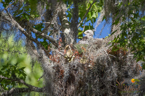A red-tailed hawk eyes in a branch nest high up in a tree, 