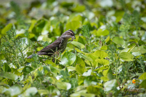 A female red-winged blackbird gathers up insects for feeding In South Carolina, usa. 