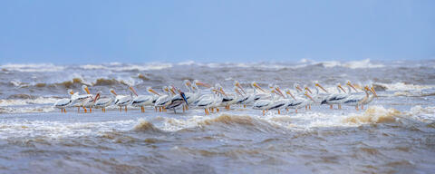 American white and brown pelicans on a sandbar together with stormy seas
