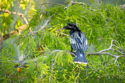 Male anhinga perched on a branch with dry feathers.