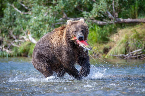 Brook, Red, River, Stream, brown bears, flowing, katmai national park and preserve, rivers, salmon, sockeye, water