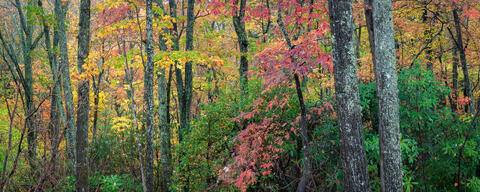 Carolina Fall Colors