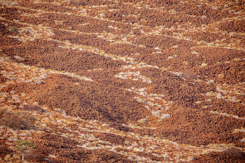Desert Patterns
