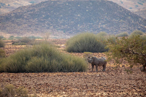Desert-adapted Black Rhino