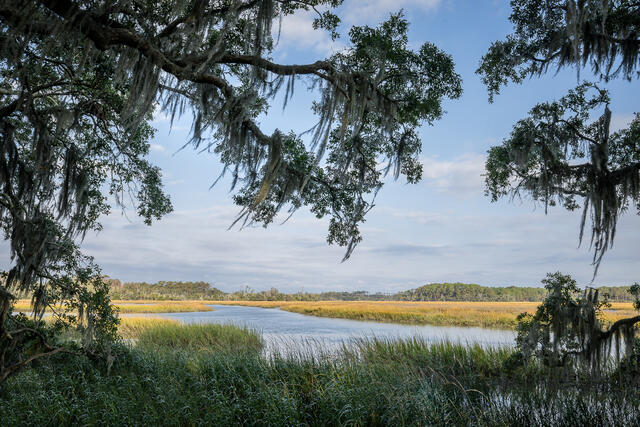 Where Live Oaks Meet Salt Marsh print