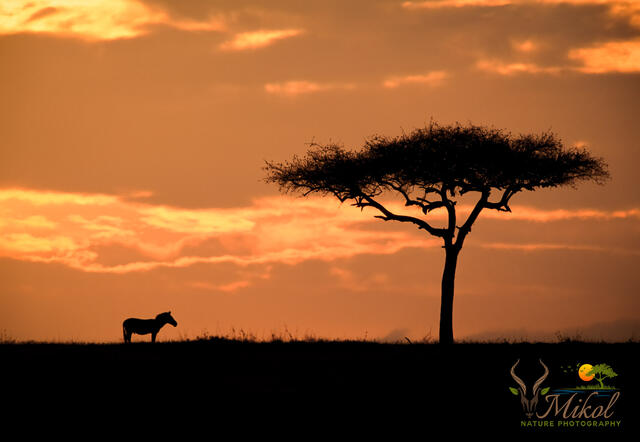 Zebra and Acacia print