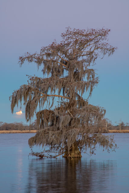 Cypress Tree and Full Moon print