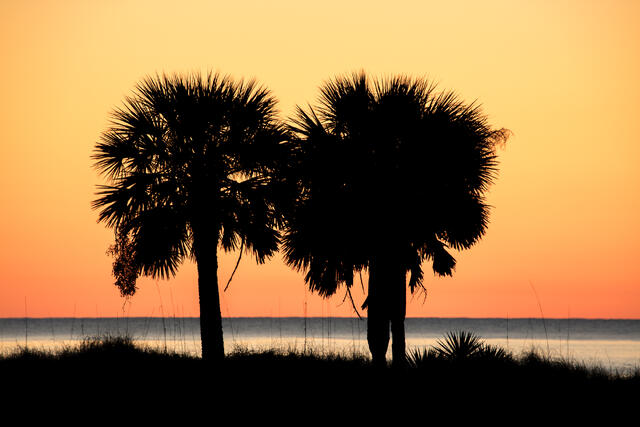 Sabal Palm Trees at Dawn print