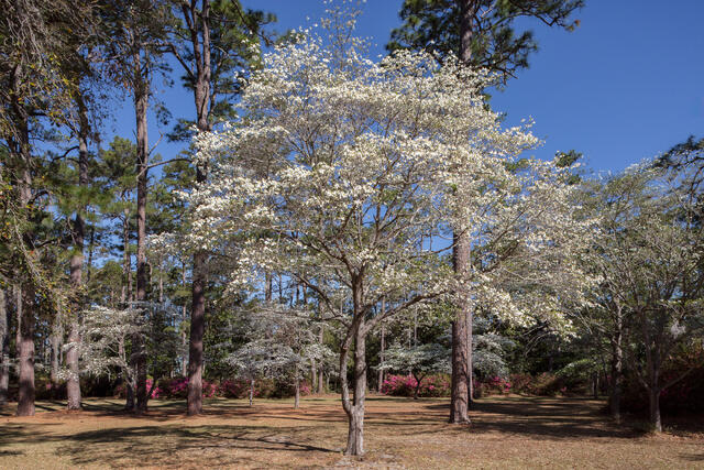 Dogwoods, Azaleas and Pines print