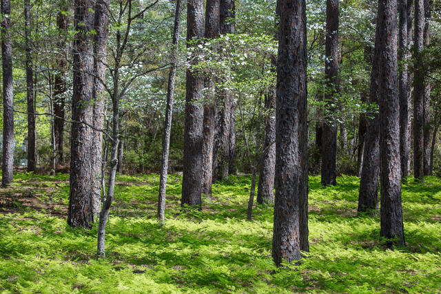 Spring in the Pine Barrens print