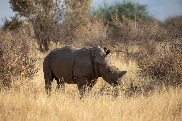 White Rhinoceros  print
