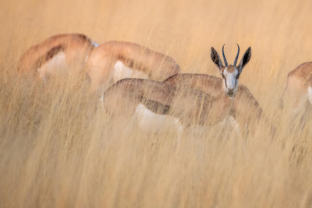 Springbok print