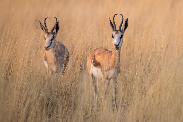 Springbok Pair print
