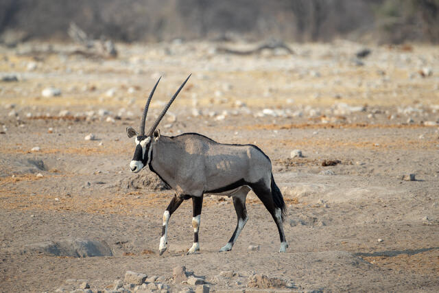 Gemsbok print