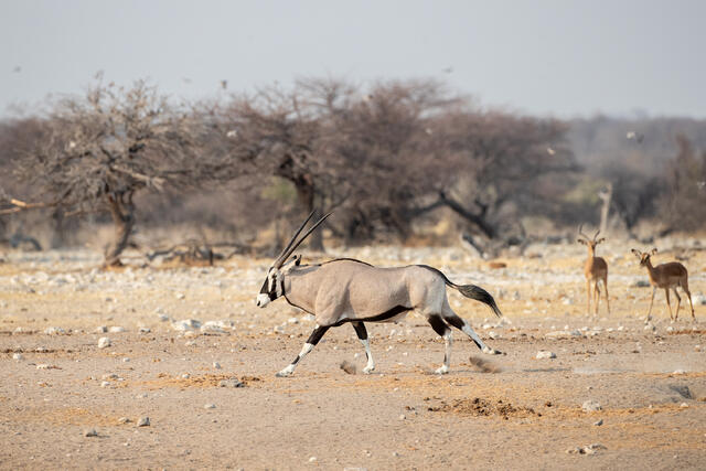 Gemsbok print