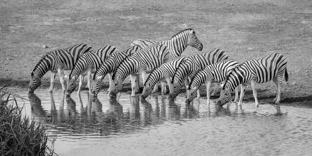 Burchell's Zebra Drinking print