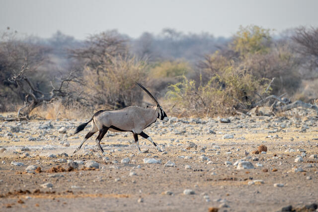 Gemsbok print