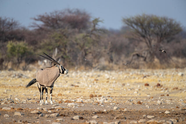 Gemsbok print