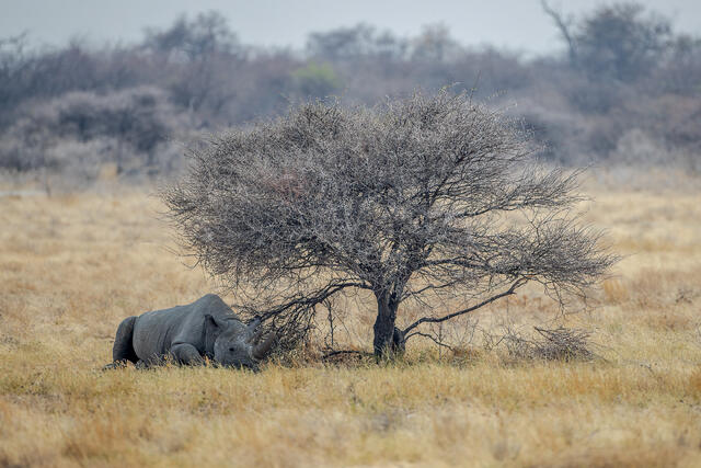 Black Rhinoceros in the Shade print