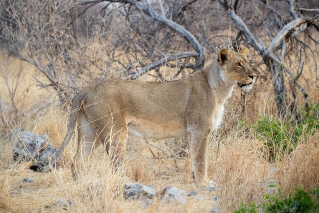 Lioness on the Lookout print