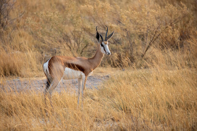 Springbok print