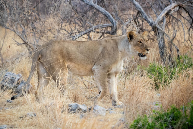 Lioness on the Lookout print