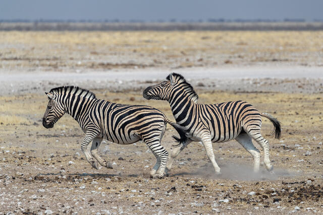 Burchell's Zebras print