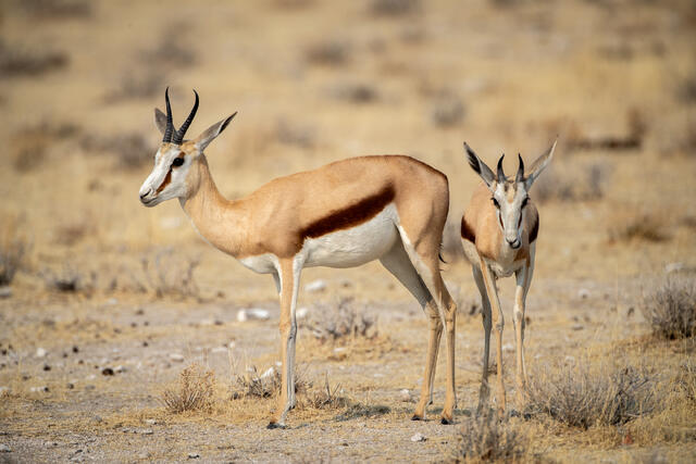 Springbok print