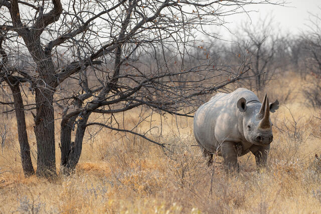 Black Rhinoceros in the Scrub Brush print