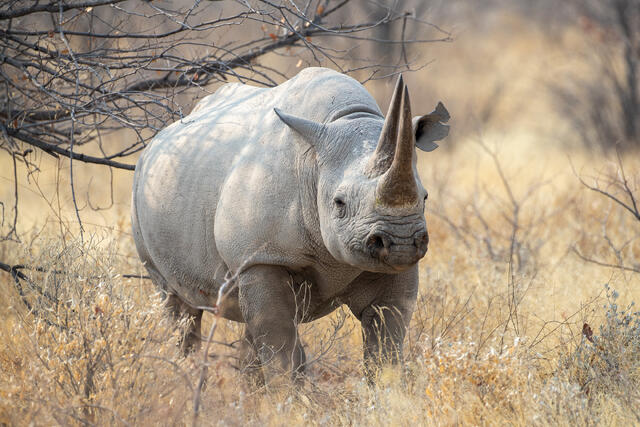 Black Rhinoceros print