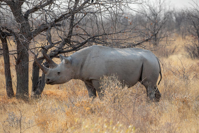Black Rhinocerus print