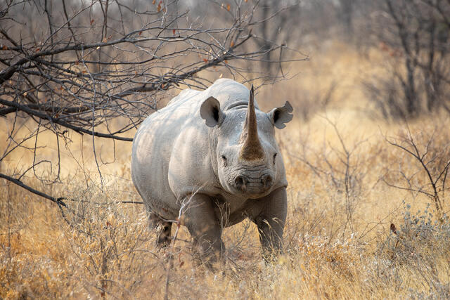 Desert-adapted Black Rhino print