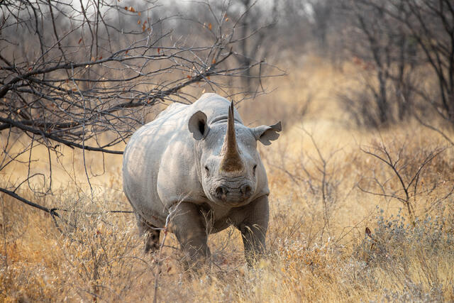 Black Rhinoceros print