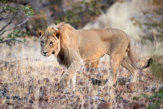 Desert-adapted Lion print