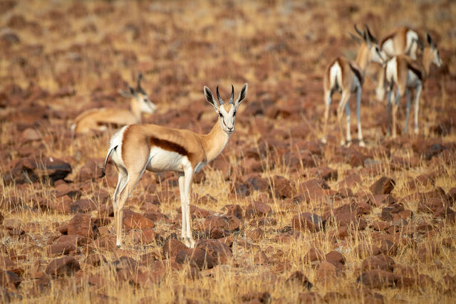 Springbok print