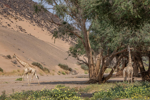 Desert-adapted Angolan Giraffes print