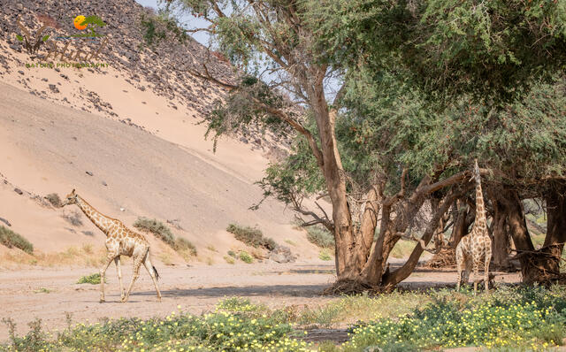 Desert-adapted Giraffes print