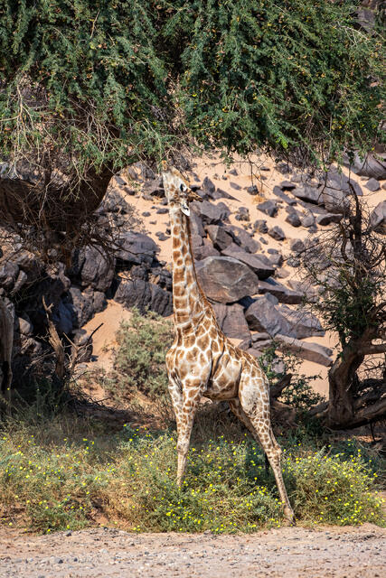 Desert-adapted Giraffe Feeding print