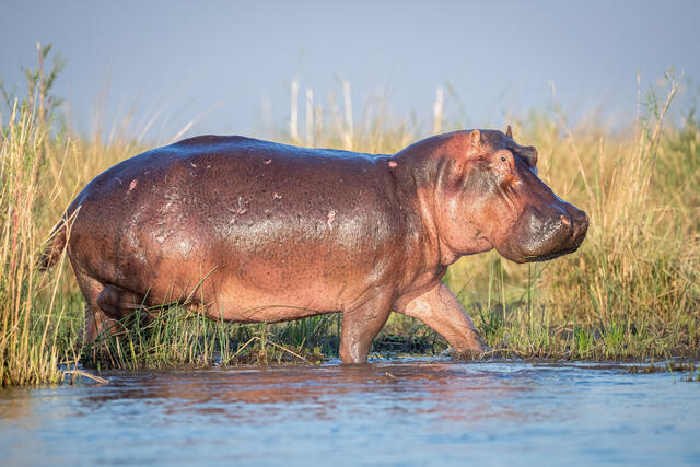 Alert Hippo print