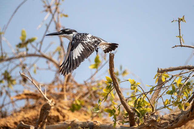 Pied Kingfisher print