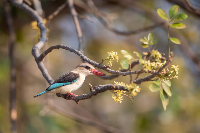 Gray-Headed Kingfisher print
