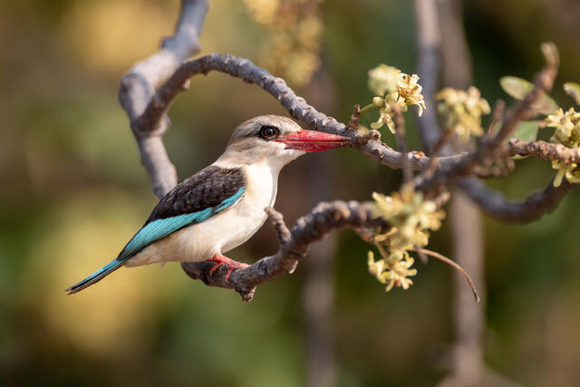 Gray-Headed Kingfisher print