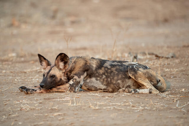 African Wild Dog Resting print