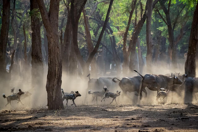 Painted Wolves chasing Cape Buffalo through Forest Painted Wol print